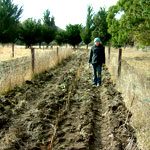 Poplar and willow poles