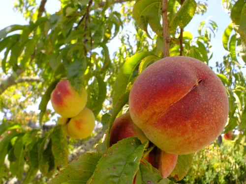 Seasonal Peach Selection