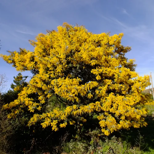 Acacia Baileyana 'Purpurea' Seeds