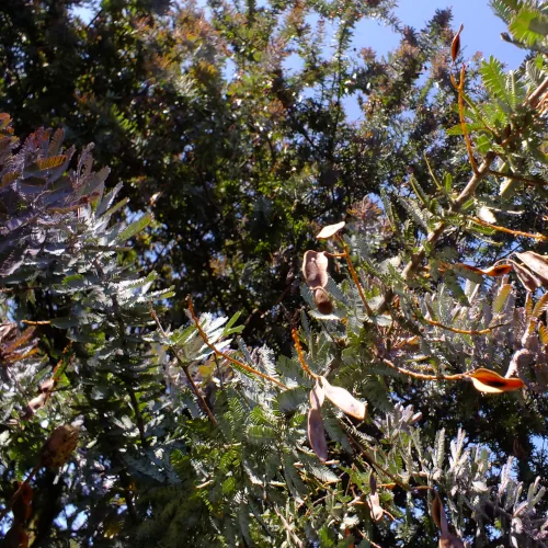 Acacia Baileyana 'Purpurea' Seeds