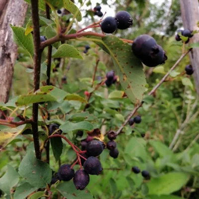 48141_Amelanchier-berries-ready-to-harvest