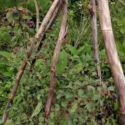 48141_Amelanchier-plant-with-berries