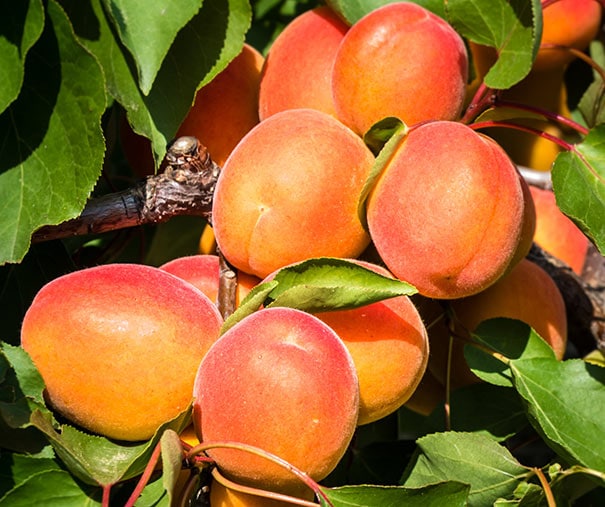 Apricot – Moorpark scion / bud wood