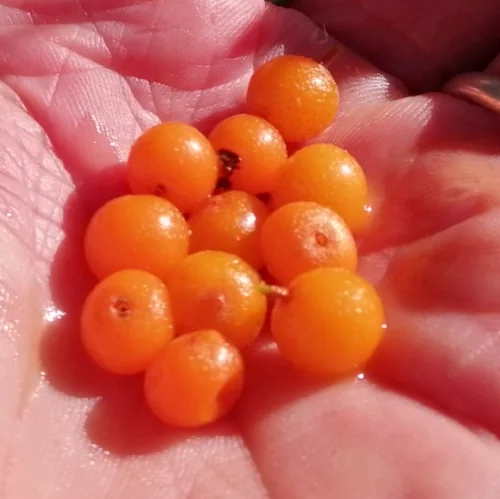 Sea Buckthorn / Sea Berry seeds