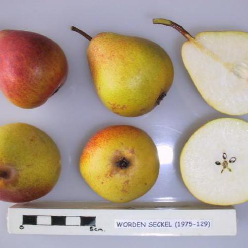 Pear - Worden Seckel scion / bud wood