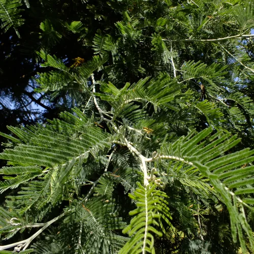 Acacia Dealbata Seeds