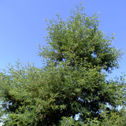 Acacia Dealbata Seeds