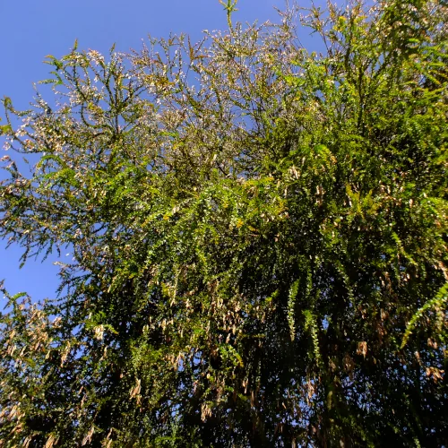 Acacia pravissima seeds