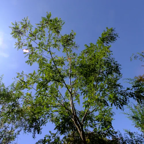 Black locust