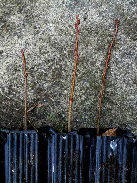 Sweet Chestnut Seedling Tree