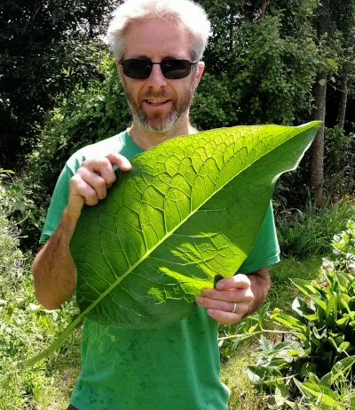 Comfrey root pieces for growing