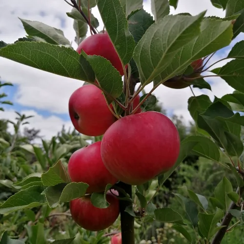 Apple - Discovery scion / bud wood