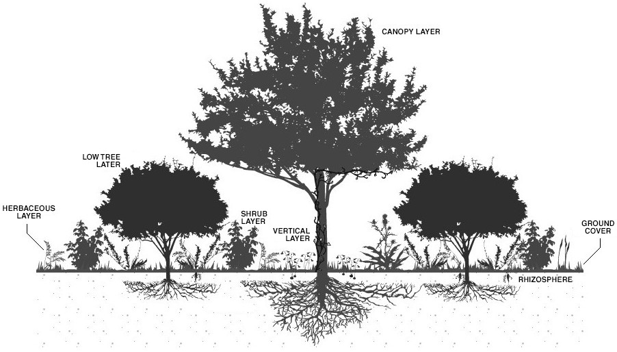 Food Forest Gardening - Visual slides and audio MP3