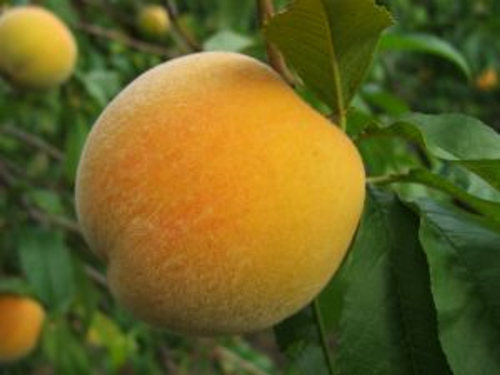 Peach - Golden Queen scion / bud wood