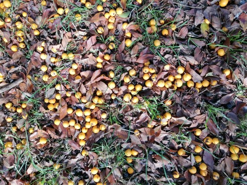 Mexican hawthorn seeds