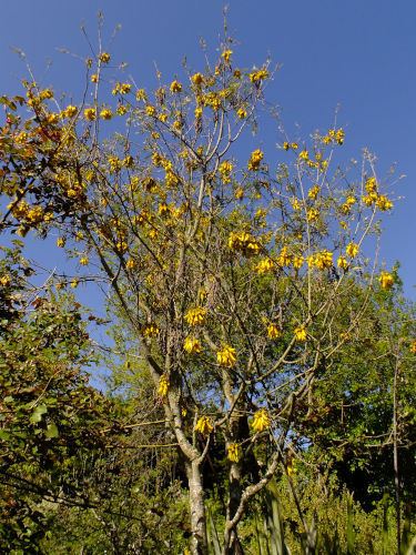 48141_north-island-kowhai-tree