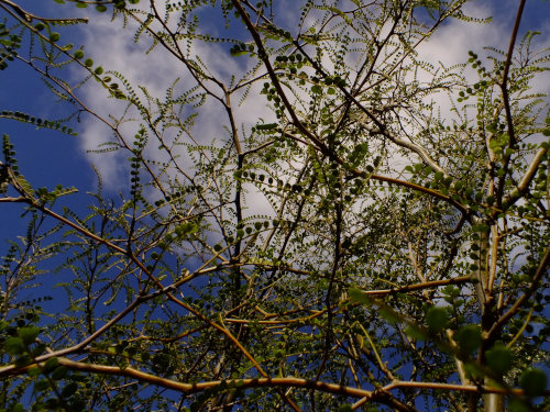 48141_south-island-kowhai-leaves