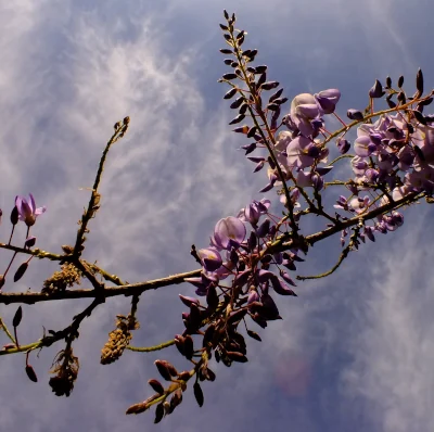 Chinese wisteria