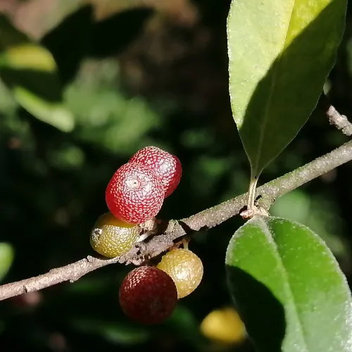 Elaeagnus umbellata seeds