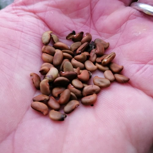 Chinese Yellow Wood Seeds