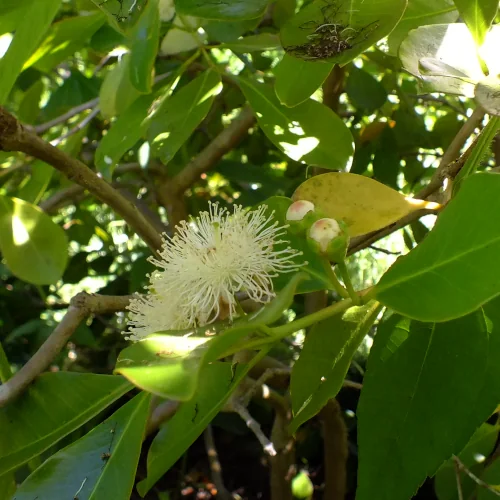 Red cherry guava seeds