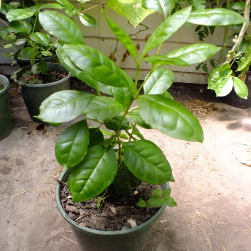 48141_red-cherry-guava-plant