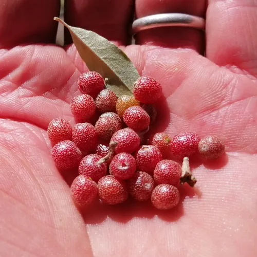 Elaeagnus umbellata seeds