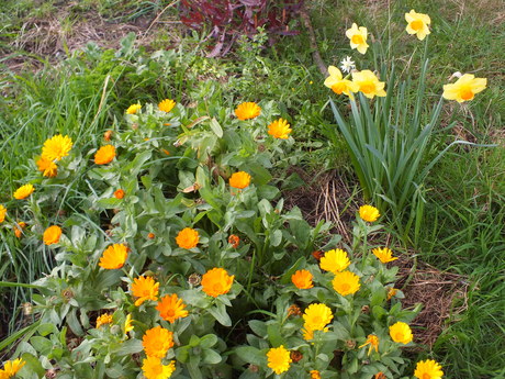 Marigold & Dafodil