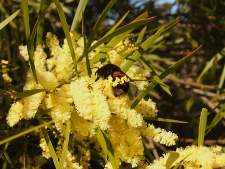 Wattle