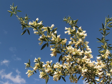 Tagasaste, or Tree Lucerne