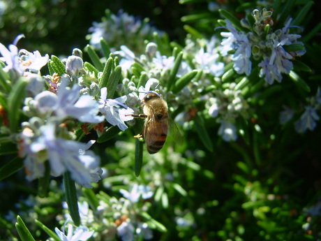 Honey bee on rosemary